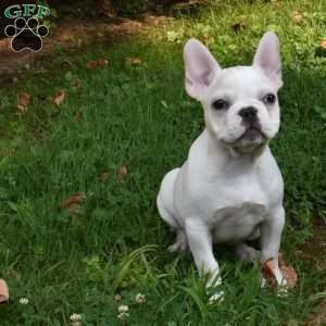 Precious, French Bulldog Puppy